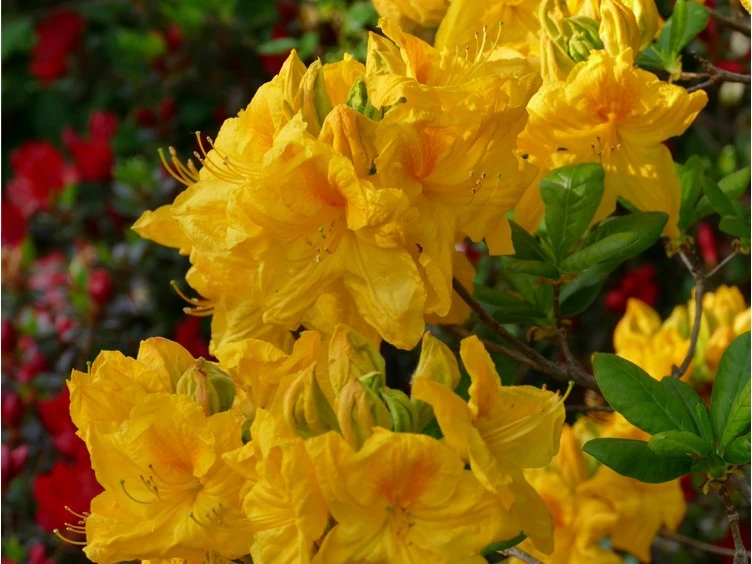 Hyde deciduous azalea hybrid